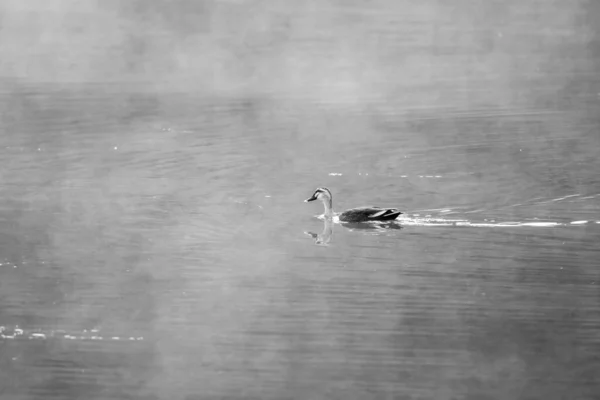 Obraz Łabędzia Pływającego Wodzie Pokrytej Mgłą Czerni Bieli — Zdjęcie stockowe