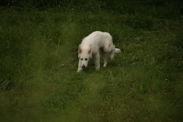 Selective Focus Shot Cute White Swiss Shepherd Dog Grass — Stock Photo, Image