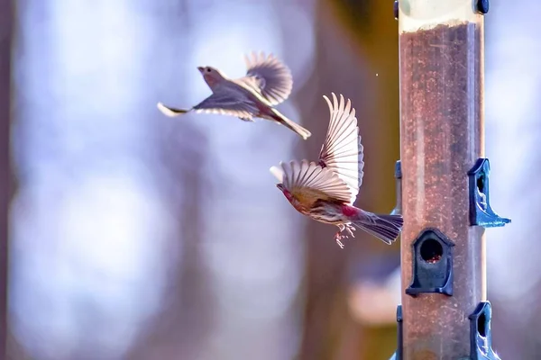 Une Belle Vue Des Oiseaux Arrière Cour Autour Mangeoire Oiseaux — Photo