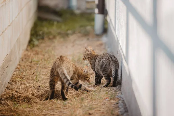Két Szürke Macska Egy Keskeny Sétányon Szárított Füvekkel — Stock Fotó