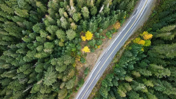 Letecký Pohled Dlouhou Úzkou Cestu Hustým Lesem Vysokými Zelenými Stromy — Stock fotografie