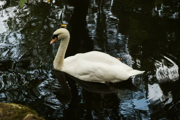 Closeup White Swan Swimming Lake Water Reflecting Trees — Stock Photo, Image