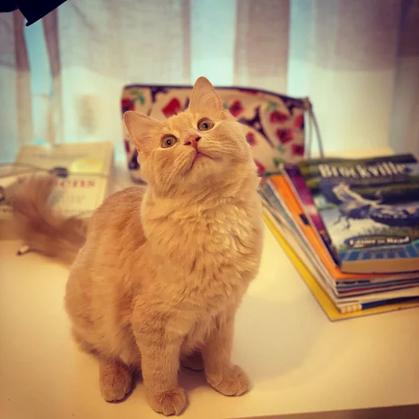 Рыжая Кошка Смотрит Вверх Сидит Столе Журналами Книгами — стоковое фото