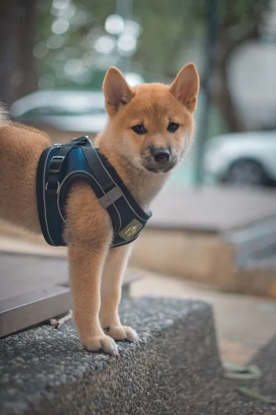 Sokaktaki Güzel Pofuduk Bir Shiba Inu Köpeğinin Dikey Çekimi — Stok fotoğraf