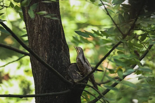 Wryneck Eurasiano Torquilla Jynx Empoleirado Uma Árvore — Fotografia de Stock