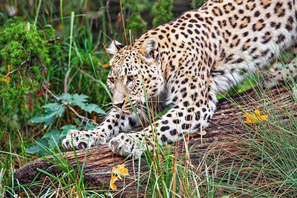 Leopard Stands Fallen Tree Preparing Hunting Flight — Stock Photo, Image