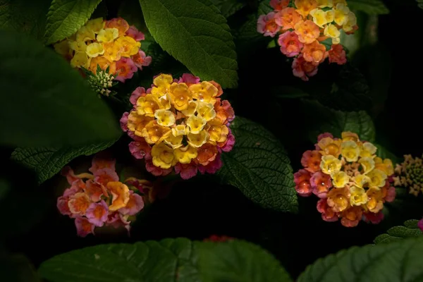 Eine Draufsicht Auf Die Westindischen Lantana Blüten Und Ihre Grünen — Stockfoto