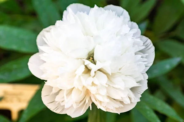 Closeup Beautiful White Peony Flower Growing Garden — Stock Photo, Image