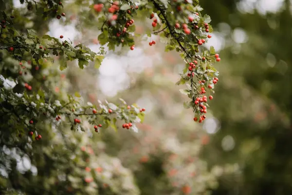 Bunch Red Common Hawthorns Hanging Tree — Stock Photo, Image