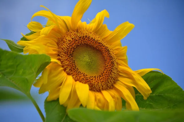 Detailní Záběr Krásné Slunečnice Proti Modré Obloze — Stock fotografie