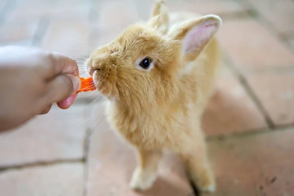 Primer Plano Hombre Alimentando Conejo Cabeza León — Foto de Stock