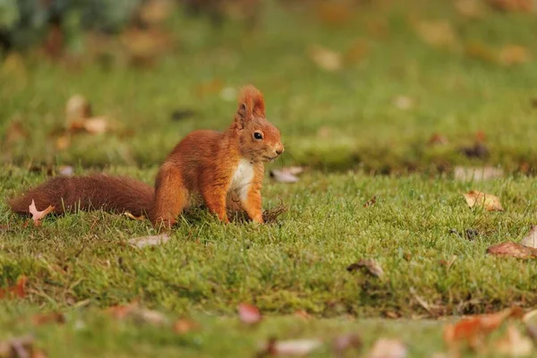 Closeup Common Red Squirrel Green Field — Stock Photo, Image