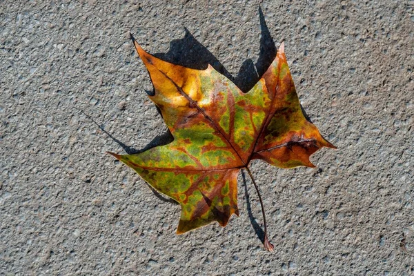 Желтый Зеленый Красноватый Лист Земле Осень Осень — стоковое фото