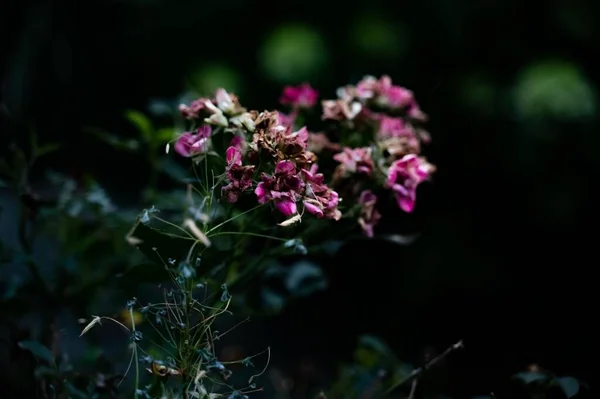 Primer Plano Flores Guisantes Dulces Silvestres Sobre Fondo Oscuro Borroso —  Fotos de Stock
