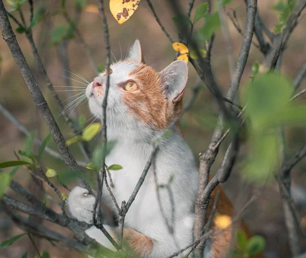 Closeup Tabby Cat Sitting Green Shrubs Looking — Stock Photo, Image