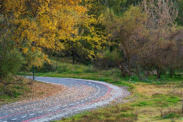 Ένας Δρόμος Περιτριγυρισμένος Από Πολύχρωμα Δέντρα Φθινόπωρο — Φωτογραφία Αρχείου