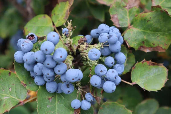 Gros Plan Des Raisins Bleus Oregon Sur Buisson — Photo