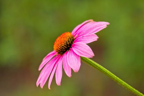 Квітка Ехінацеї Цвіте Влітку Розмитий Фон — стокове фото