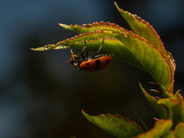 Closeup Shot Ladybug Plant Leaf — Stock Photo, Image