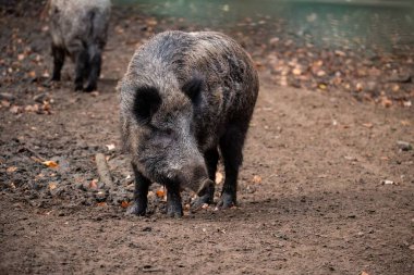 Tarlada bir Orta Avrupa domuzu