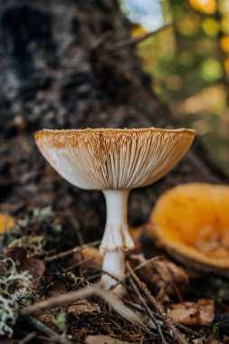 Ölümcül zehirli mantarın dikey yakın çekimi (Amanita phalloides)