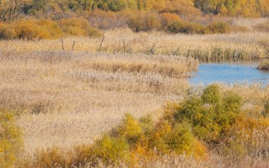 Etrafı sık ağaçlarla çevrili küçük bir göl manzarası.