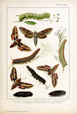 İngiliz ve Avrupa kelebekleri ve güveleri (Macrolepidoptera)