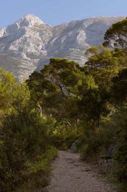 Ağaçlarla çevrili yolun dikey bir görüntüsü dağlara, Hırvatlara