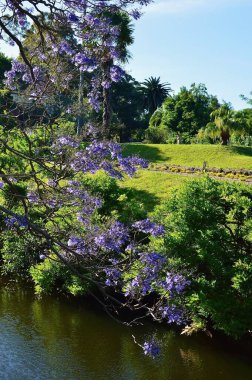 Sydney, Avustralya 'daki Parramatta Park manzarası