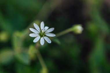 Tarlada bulanık bir arka planda beyaz bir civciv çiçeğinin yakın çekimi.