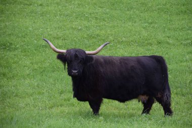 Yeşil otlarla kaplı bir tarlada otlayan siyah bir Highland sığırı görüldü.