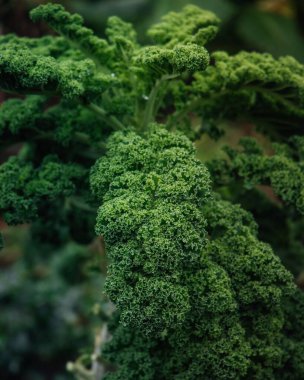 Bahçedeki kıvırcık lahana (Brassica oleracea) dikey yakın çekimi