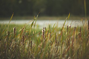 Kanada 'nın Ontario kentindeki Frink Koruma Alanında çimlerin bulanık arkaplanına yakın çekim