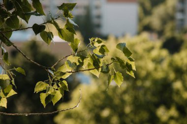 Bahçedeki yeşil yaprakların güzel manzarası