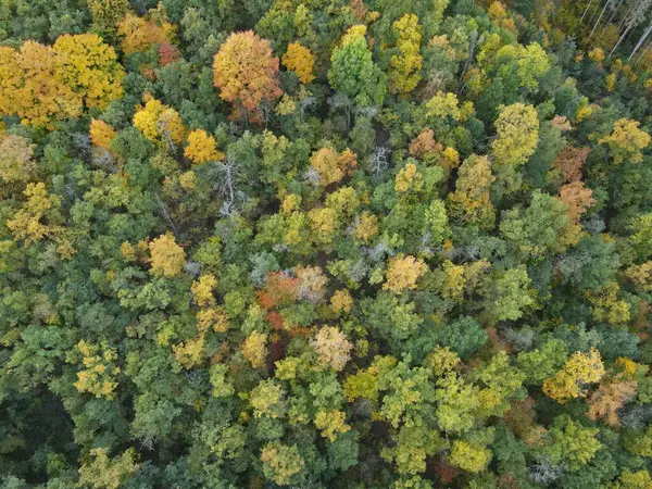 Överblick Över Ett Hösttätt Skogsområde Med Färgglada Träd — Stockfoto