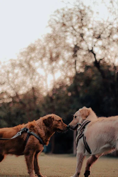 Gün Batımında Parkta Arkadaş Canlısı Bir Köpek — Stok fotoğraf