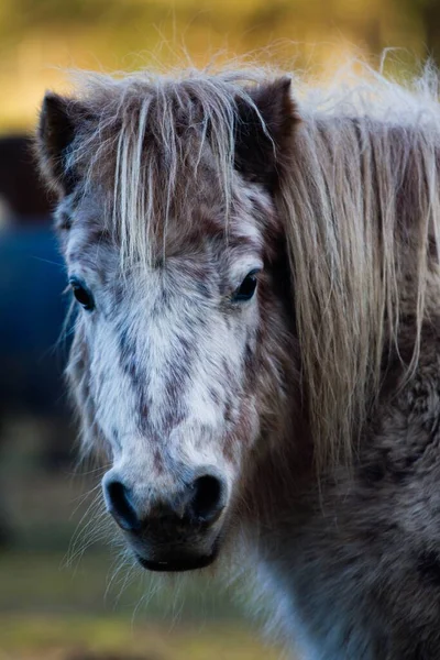 Een Verticaal Schot Van Een Pony — Stockfoto