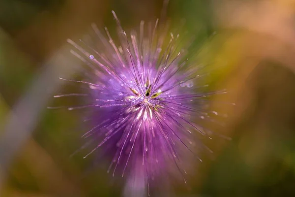 Vacker Närbild Blommande Prydnadsgräs Trädgården — Stockfoto