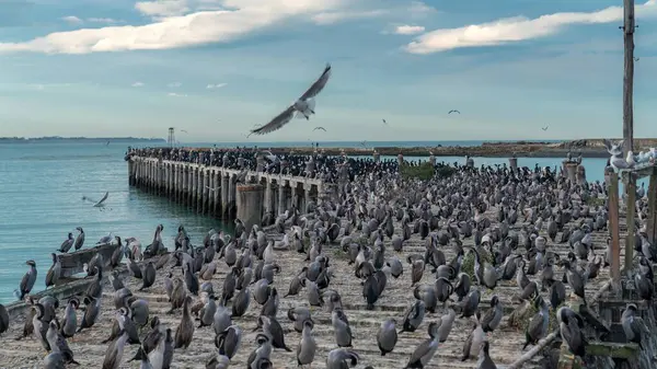 Uma Vista Panorâmica Enorme Bando Pássaros Cais Madeira — Fotografia de Stock