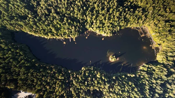 Ein Blick Von Oben Auf Den Stump Lake Wald British — Stockfoto