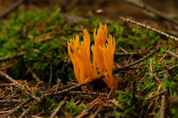 在模糊的背景下生长在森林中的木霉科真菌的特写镜头 — 图库照片