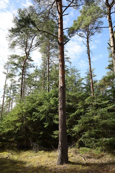 Pionowe Ujęcie Wysokich Zielonych Drzew Lesie Pod Zachmurzonym Błękitnym Niebem — Zdjęcie stockowe