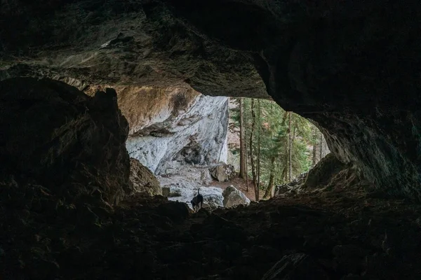 从黑暗的洞穴里看到森林树木的风景 — 图库照片