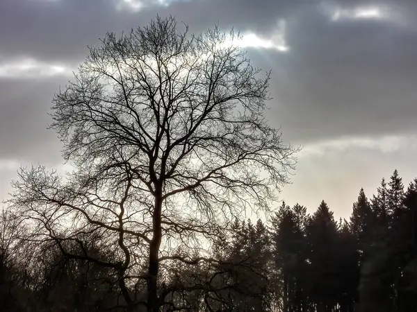 在暴风雨的日子里 在乌云密布的天空下 一幅幅光秃秃的树木轮廓映衬着 — 图库照片
