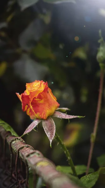 Primer Plano Vertical Una Rosa Jardín Naranja Con Hojas Borrosas —  Fotos de Stock