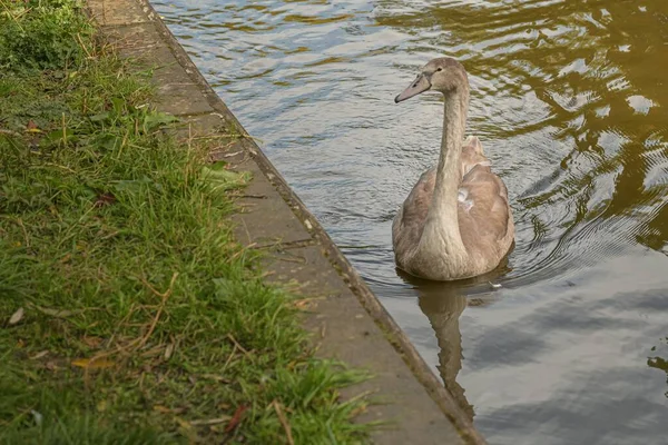 公園内の湖で一羽の白鳥が泳いでいる — ストック写真