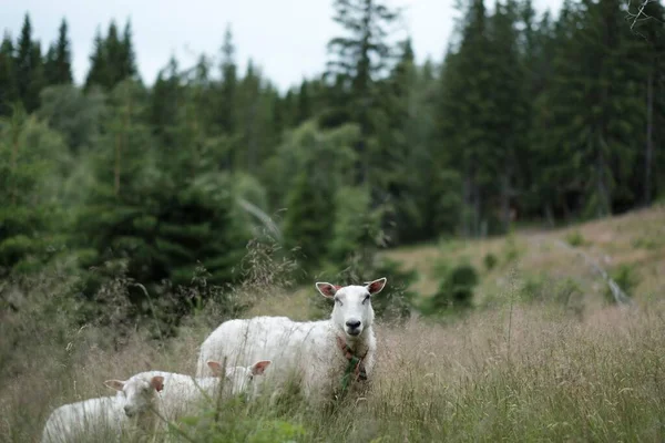 山の中腹に羊の放牧の美しい景色 — ストック写真
