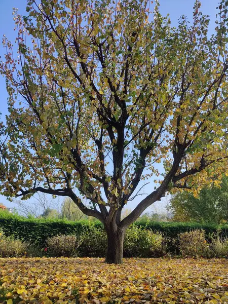 Sonbahar Renkli Bir Ağacın Dikey Görüntüsü — Stok fotoğraf
