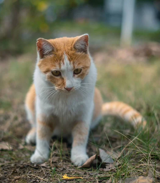 Vertical Closeup Tabby Cat Sitting Green Grass — Stock Photo, Image