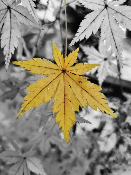 地面に灰鱗のある金色のカエデの葉 自然背景 — ストック写真